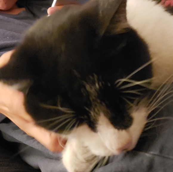 Meet your Posher, Gina - Picture 2 of 2